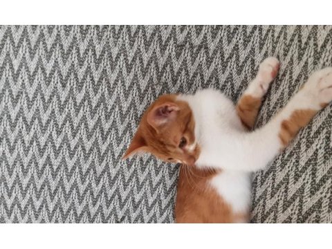 Mırmırcı oyuncu sakin süper kedimiz sarı