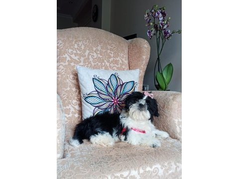 A kalite şecereli shih tzu yavruları