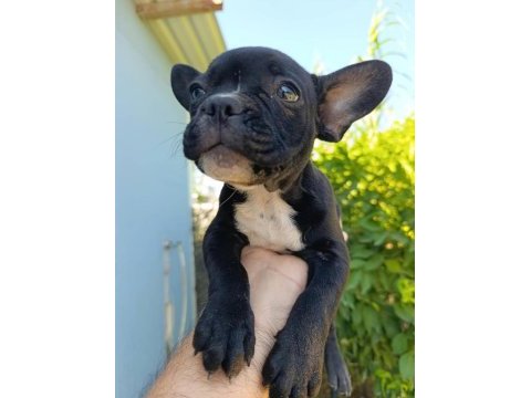 3 aylık french bulldog yavrularımız
