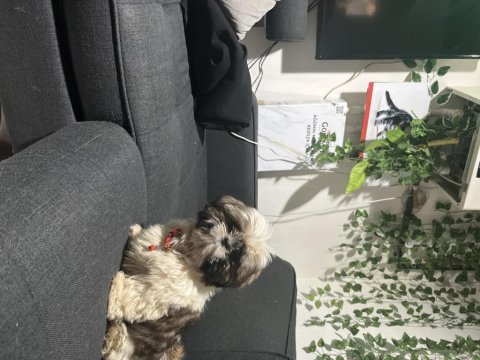 Shih tzu yavru erkek