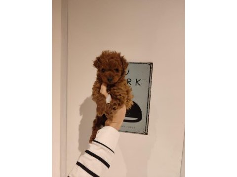 Kilo ve boy garantili poodle yavrularım
