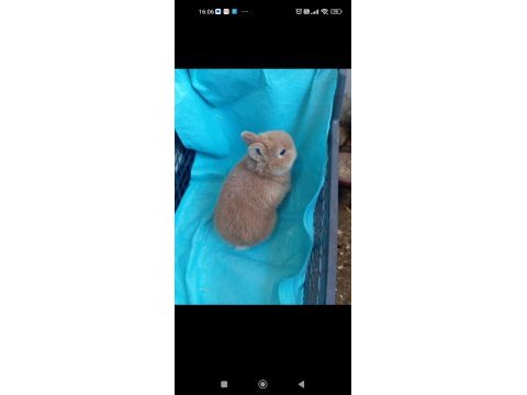 Cüce tavşan yavruları