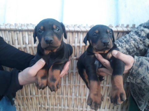 Üst kalite doberman yavrularım