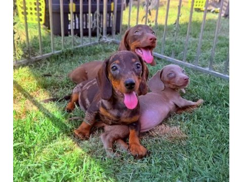 Dachshund mikro sosis yavrular özel renkler
