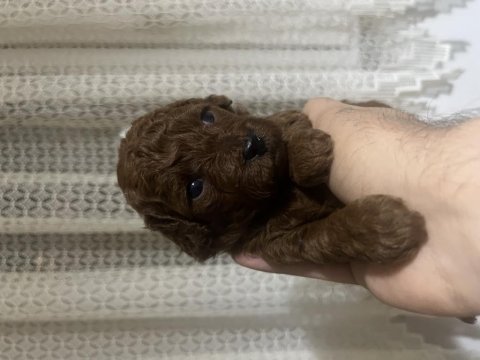 Red brown toy poodle