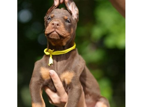 Son derece sağlıklı ve kaliteli doberman bebekler
