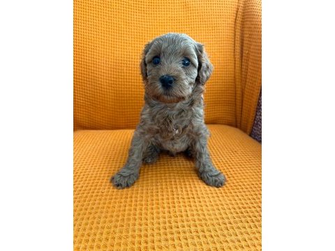 Maltipoo yavrular (4 tane mevcuttur)