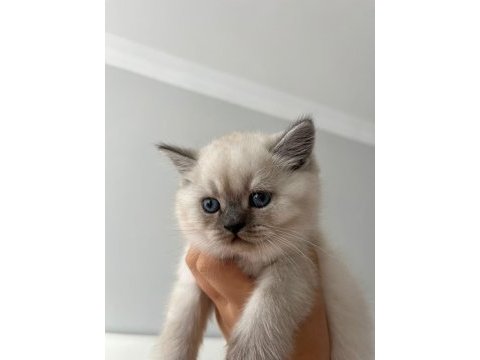 Saf kan british shorthair bebişler