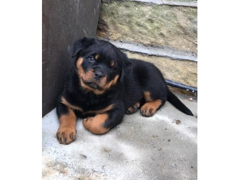 Hayalinizdeki rottweiler yavrusu sizi bekliyor
