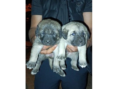 Dişi erkek safkan sivas kangal yavrular