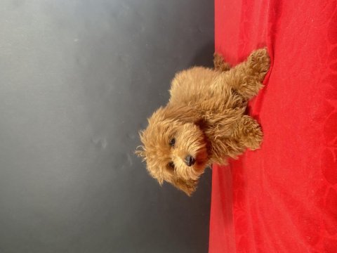 14 şubat doğumlu maltipoo oğlumuz
