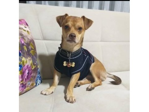 Ücretsiz 5 yaşında chihuahua cinsi oğlum