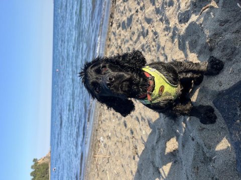 Köpeğimiz ömürlük aile arıyor