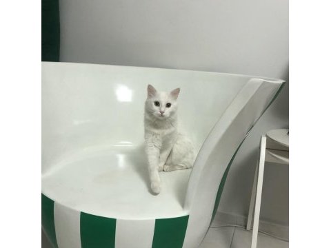 Ankara kedisi dişi 2 yaşında