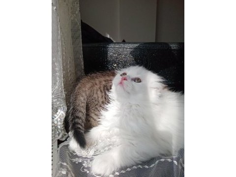 British longhair 1.5 aylık
