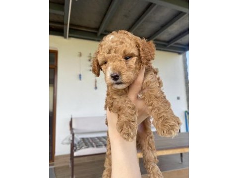 Saf kan aşılı bebek gibi poodle yavrular uygun