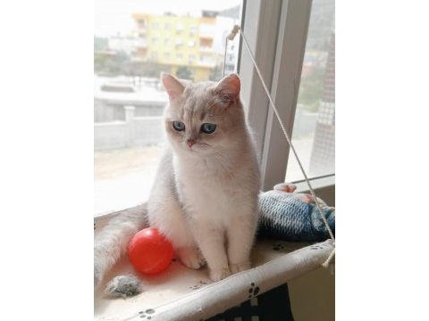 Şecereli golden erkek british shorthair kedime eş arıyorum