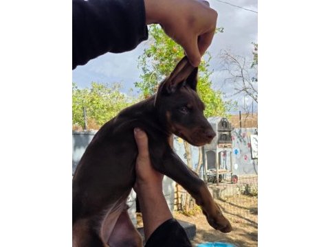 A class doberman yavrular kapıda ödeme