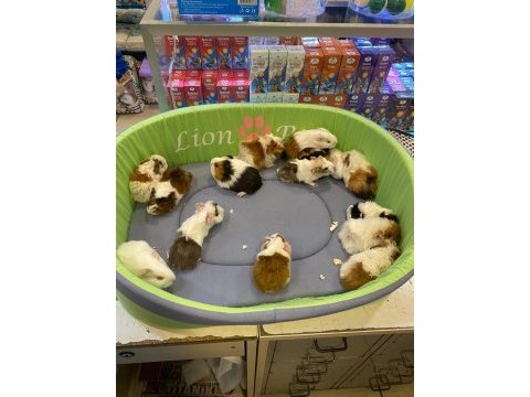 Sevimli ve enerjik guinea pig yavrularla siz de tanışın!