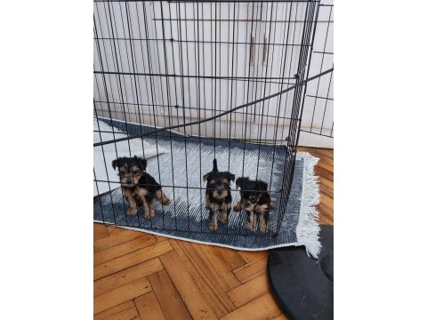 Yorkshire terrier 3 yaşında
