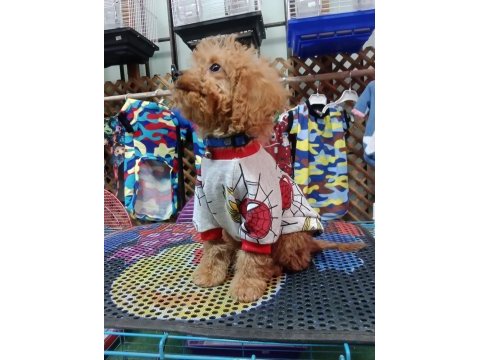 Erkek toy poodle