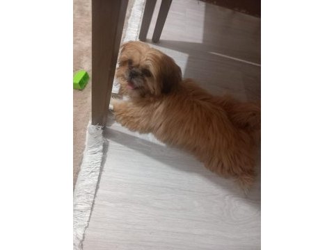 Güzellik sevimli ve bağımlılık abidesi köpeğimiz