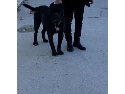 4 nisan doğumlu cane corso anne baba secereli