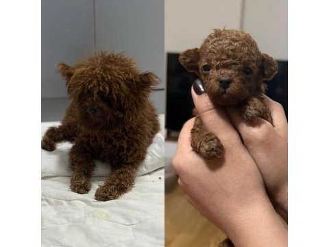 Toy poodle kore teacup hepsi mevcuttur