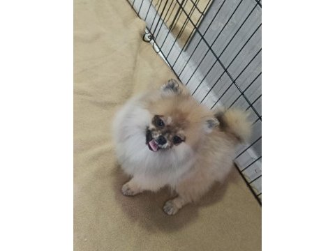 Pomeranian bebekler