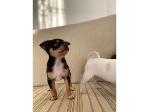 Varsa daha iyisi o da annesi pinscher