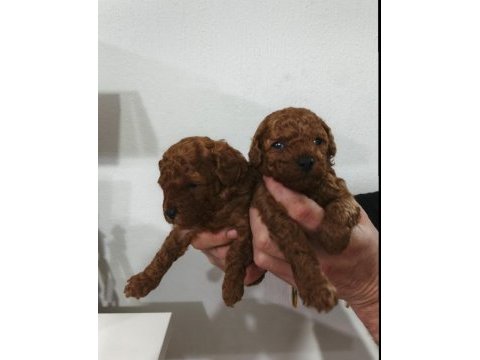 Kore poodle