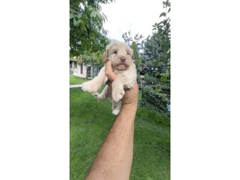 Maltipoo yavrular
