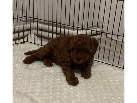 Şecere belgeli toy poodle bebekler