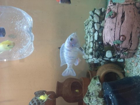 Sarı prenses balıklar