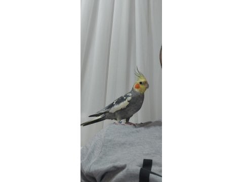 El besleme sultan papağanı yavrular
