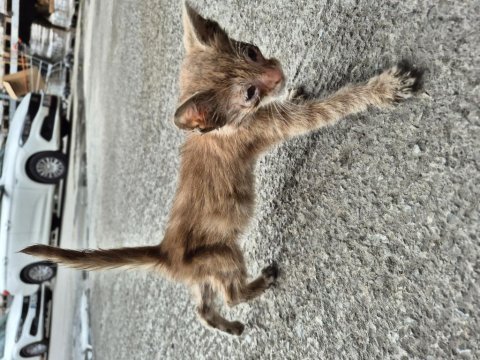 Minik yavru yuvasını arıyor