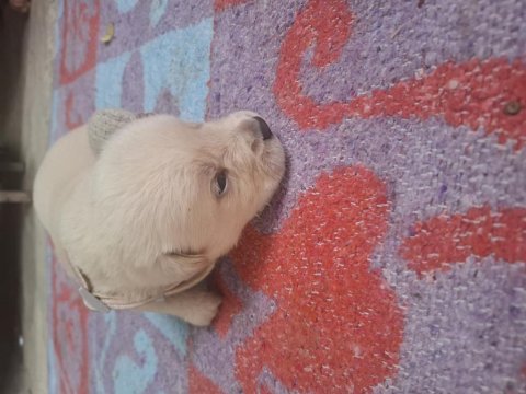 Yavru golden retriever