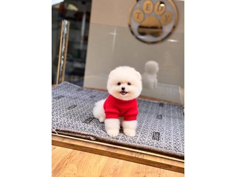 Sağlık ve ırk garantili pomeranian