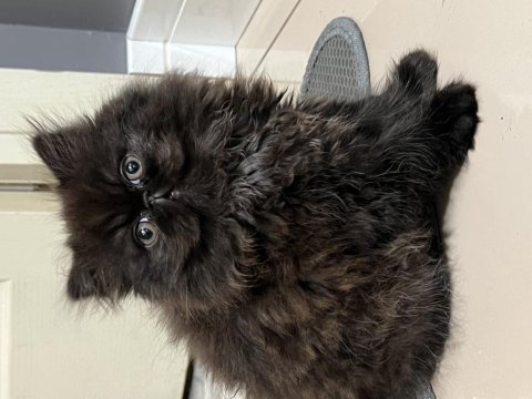 Exotic shorthair kedilerime yuva arıyorum