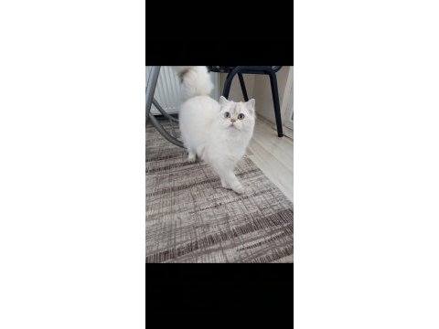 British longhair safkan yavrumuz