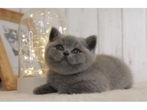 Ayı surat brıtısh shorthair yavrularım 