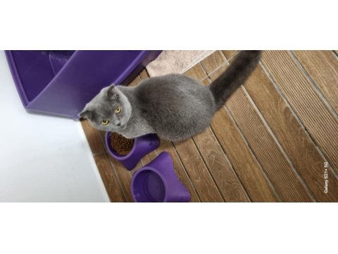 8 aylık erkek scottish fold
