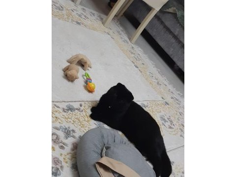 Çok uysal scottish fold kesinlikle kötü huyu yoktur