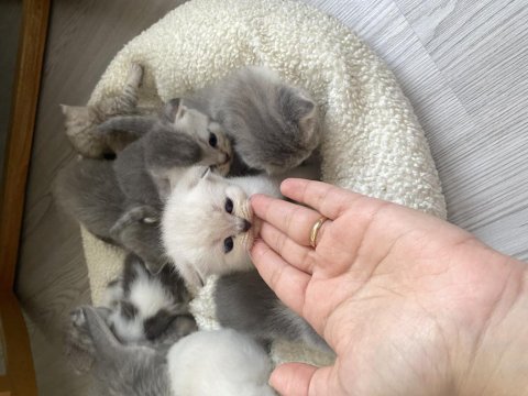 Scottish fold british bebekler