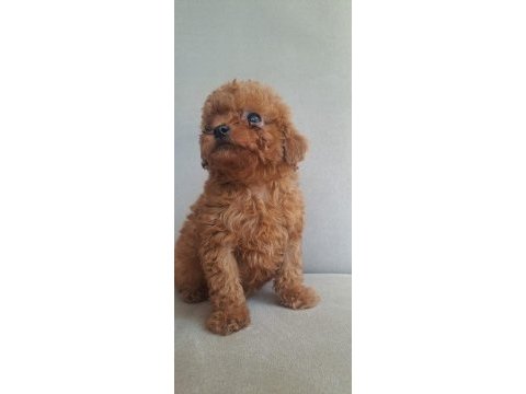 Kore tea cup poodle yavrular
