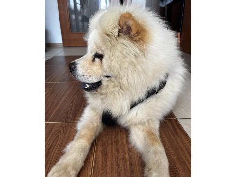 8 aylık erkek chow chow