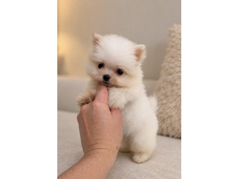 Micro mini boy üst düzey biblo pomeranian boo