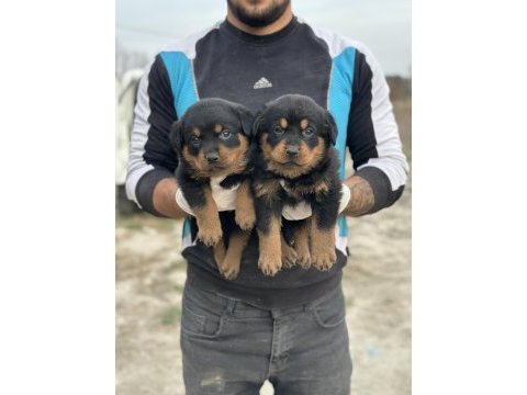 Hayalinizdeki rottweiler yavrusu sizi bekliyor