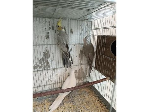 Damızlık albino ve wf cinnamon dişi sultan