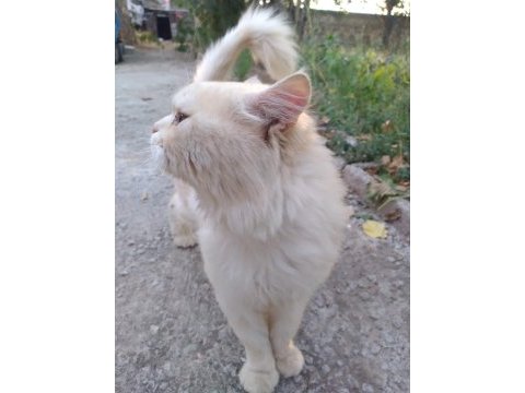 İran kedisi